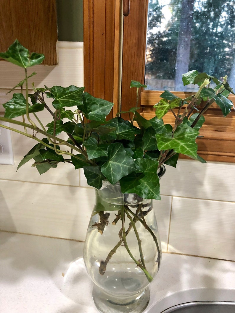 English Ivy Cuttings-Air Purifying Plant Easy Care Live Houseplant, Outdoor Hanging Plant, Housewarming, Gardening image 5