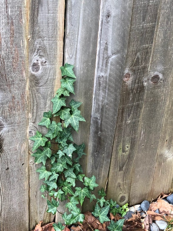 Englisch Efeu-Stecklinge-Luftreinigungspflanze - Pflegeleichte Lebende  Zimmerpflanze, Hngepflanze im Freien, Hauseinweihung, Gartenarbeit - Etsy  Schweiz