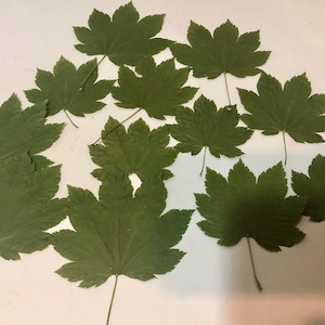Dried Green Japanese Maple Leaves: Pressed Botanical Decor, DIY Art Supplies