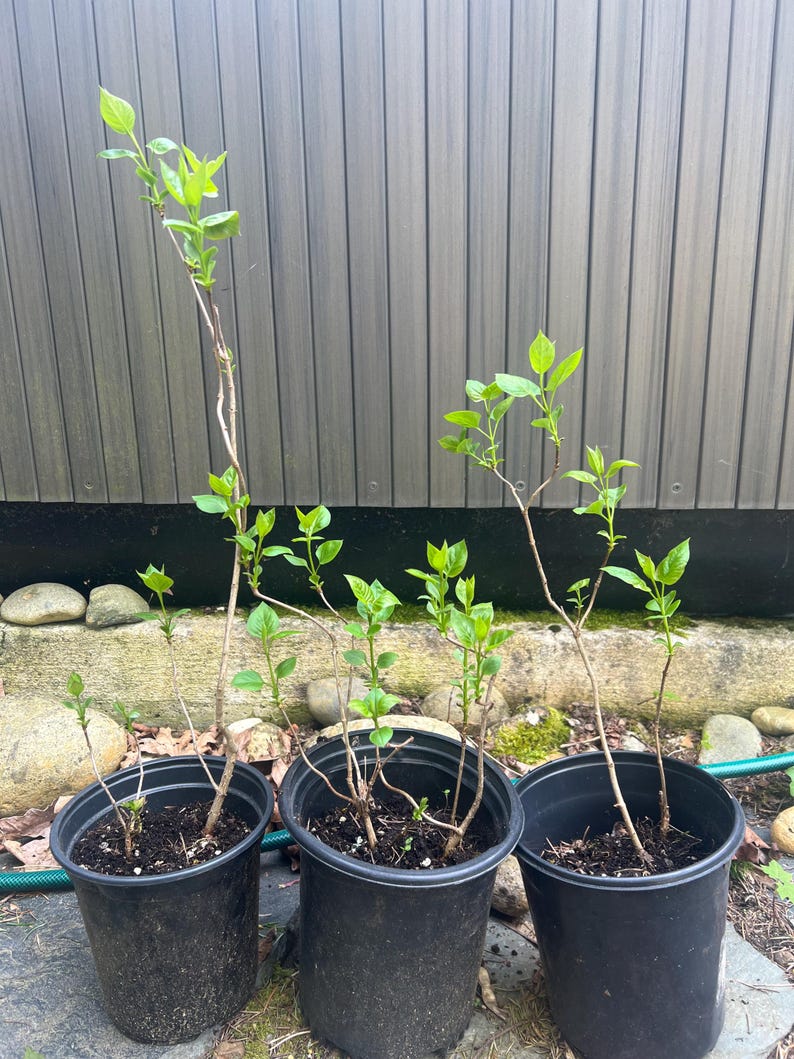 BrandiBui Sensation Lilac Plant - Thumbnail 3