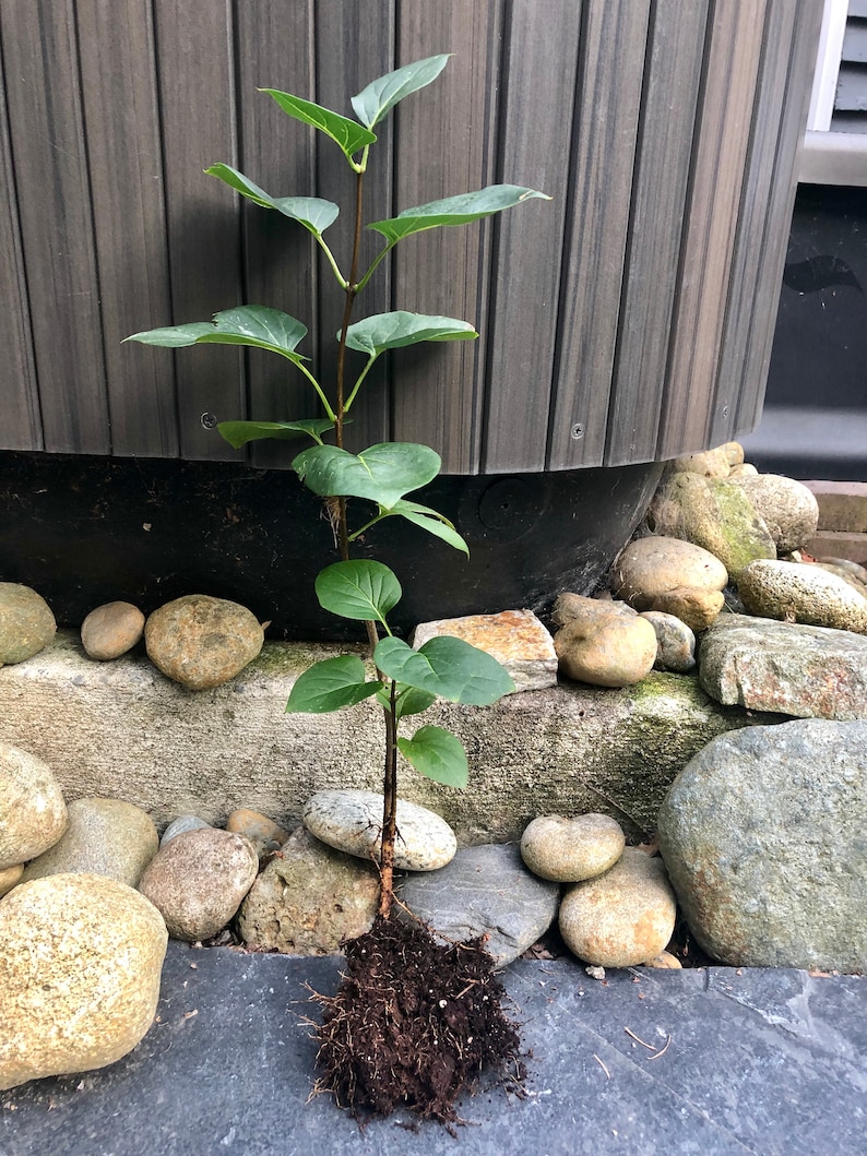 BrandiBui Sensation Lilac Plant - Thumbnail 4