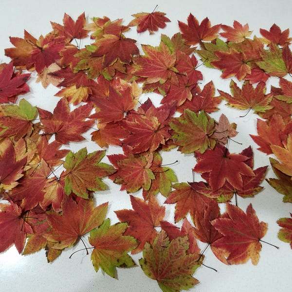Up to 500 Dried Rare Full Moon Japanese Maple Leaves,  Pressed Autumn/Fall leaves, Thanksgiving Table decor, Wedding decor, Art/DIY projects