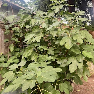 Puede incluir: Un exuberante árbol de higos con hojas grandes, verdes y lobuladas. El árbol es frondoso y vibrante, con múltiples ramas y una densa copa. Las hojas son de un color verde intenso, y el árbol parece sano y próspero en un entorno al aire libre.