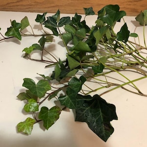 English Ivy Cuttings-Air Purifying Plant Easy Care Live Houseplant, Outdoor Hanging Plant, Housewarming, Gardening image 7