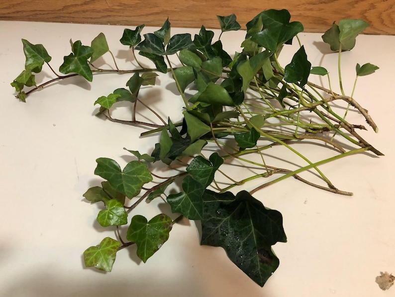 English Ivy Cuttings-Air Purifying Plant Easy Care Live Houseplant, Outdoor Hanging Plant, Housewarming, Gardening image 7