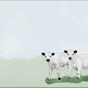 May include: Two white calves stand in a grassy field, looking directly at the camera. The calves are drawn in a simple, black and white style against a light blue background.