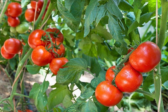 500 SEEDS Tomato Seeds Kibits Ukraine Heirloom Vegetable Seeds 500 SEEDS Tomato Seeds Kibits Ukraine Heirloom Vegetable Seeds