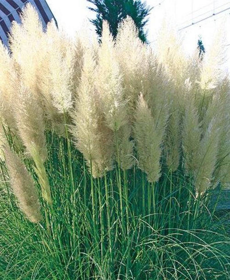 White Pampas Grass Seeds Pink Pampas Grass Seeds Cortaderia Etsy