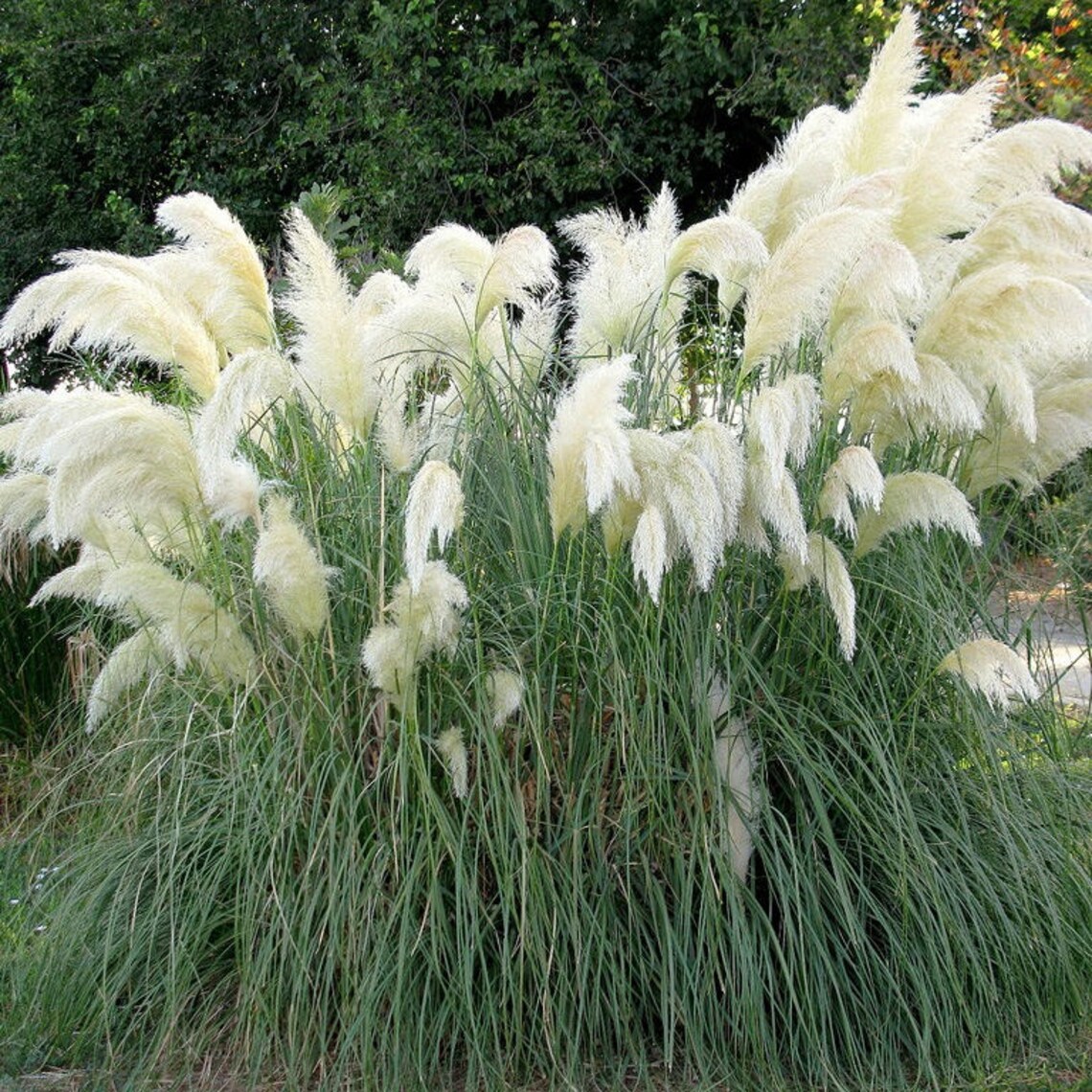 White Pampas Grass Seeds Pink Pampas Grass Seeds Cortaderia Etsy