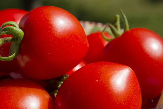 500 SEEDS Tomato Seeds Kibits Ukraine Heirloom Vegetable Seeds 500 SEEDS Tomato Seeds Kibits Ukraine Heirloom Vegetable Seeds