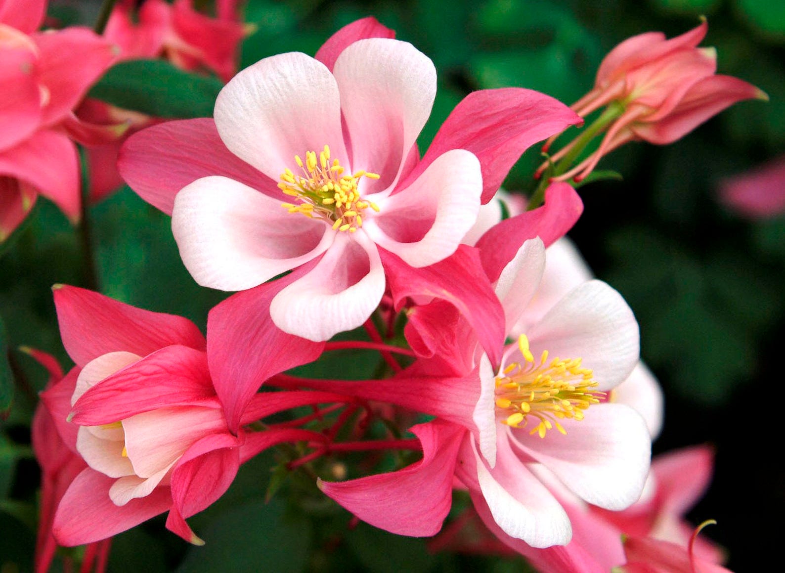 200 Columbine McKana Giants Flower Seeds Aquilegia