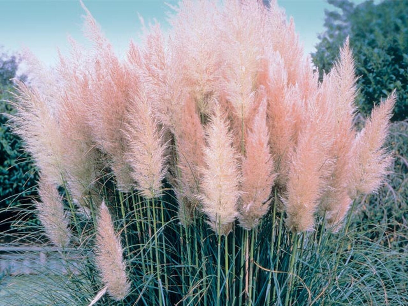 Pink Pampas Grass Seeds White Pampas Grass Seeds Cortaderia Etsy