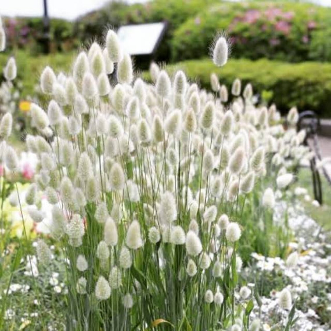 Bunny Tail Seeds Bunny Tail Grass Lagurus Ovatus Seeds Etsy
