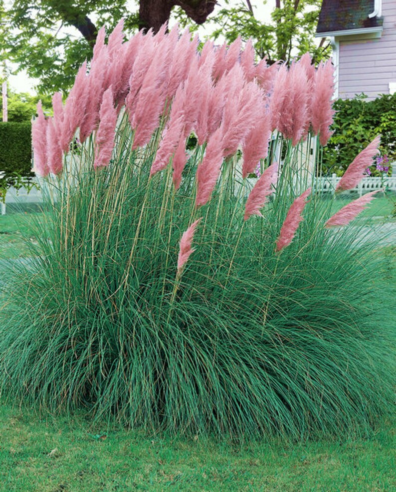 Garden Plants Интернет Магазин Растений Отзывы Покупателей