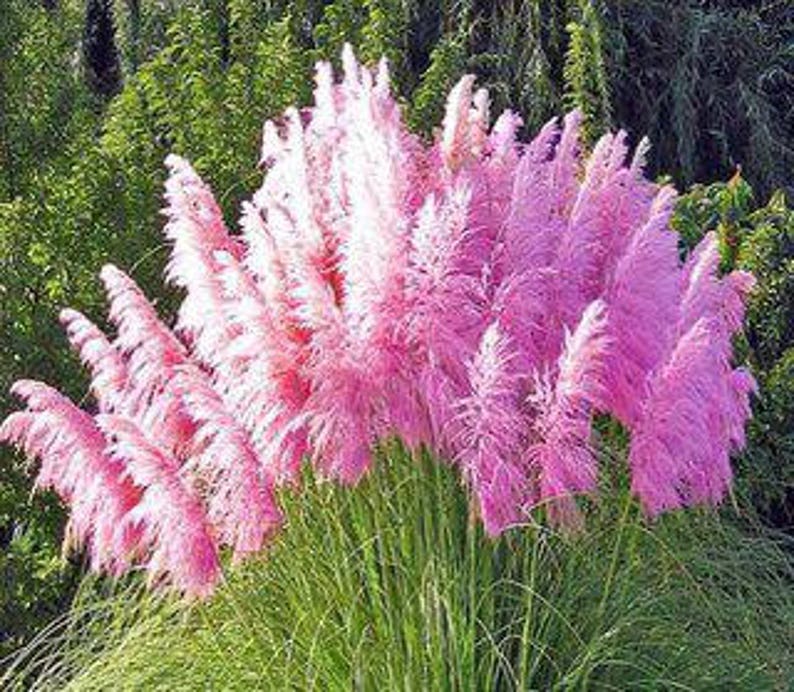 Pink Pampas Grass Seeds White Pampas Grass Seeds Cortaderia Etsy
