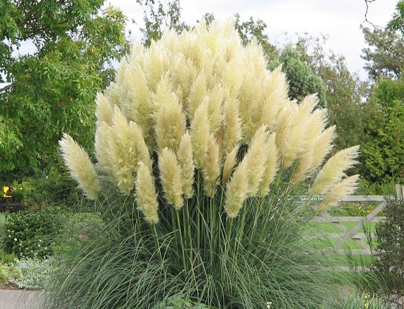 White Pampas Grass Seeds Pink Pampas Grass Seeds Cortaderia Etsy