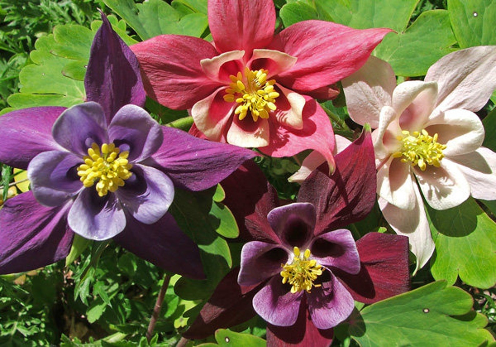 200 Columbine McKana Giants Flower Seeds Aquilegia