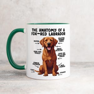 an 11oz ceramic mug, with a dark-green handle, showcasing a graphic of a fox-red Labrador, with various arrows pointing around it's body at labelled parts including 'good dog tickles' at his chest, 'duster' at his ear, 'stinker dispenser' at his bum and 'stomper' at his leg.