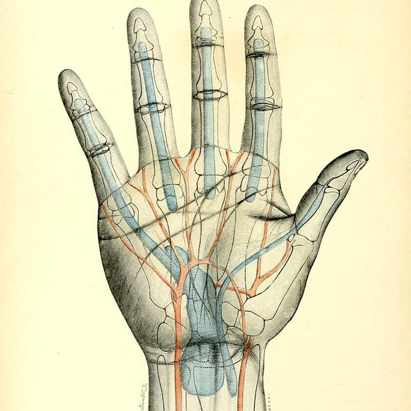 Human Anatomy Vintage Print-human palm anatomy-haeckel-human organ anatomy-human palm hand nerves anatomy-blood vessels anatomy