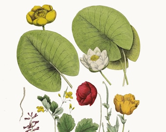 Wild flowers lely clipart print instant download, botanical illustration for download,  Scrapbook, Paper Craft, Wedding Invitations