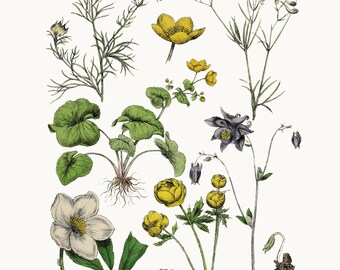 Wild flowers clipart printable print instant download, botanical illustration for download,  Scrapbook, Paper Craft, Wedding Invitations