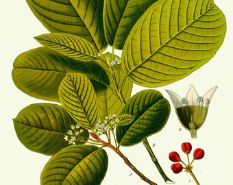 Vintage botanical kohler print, medicinal tree plant, cascara shrub tree leaves flowers bearberry educational illustration