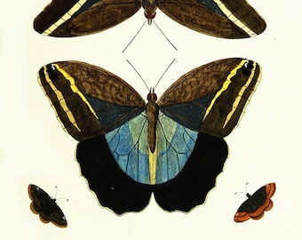 Moths butterflies vintage art print- illustration print-moth art print-insect vintage art-nursery art print-butterfly study art B3