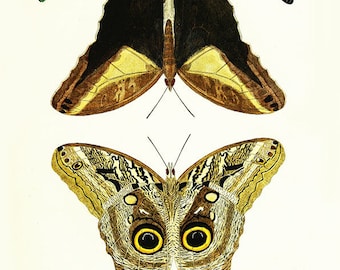 Moths butterflies vintage art print- illustration print-moth art print-insect vintage art-nursery art print-butterfly study art B2