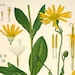 see more listings in the Vintage Botanical prints section