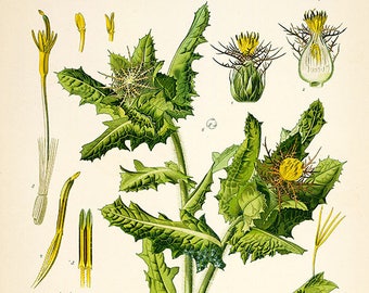 Vintage Blessed Thistle  print , Cnicus benedictus flower print, vintage botanical prints, flower and seeds print, vintage print