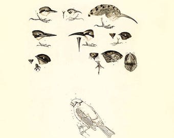 Bird finch study vintage print anatomy image illustration, antique bird image print, vintage bird illustration, art bird print, bird heads