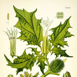 May include: A botanical illustration of Datura Stramonium, also known as Jimsonweed, with white trumpet-shaped flowers, spiky green leaves, and prickly seed pods. The illustration is labelled "Solanaeae" and "Datura Stramonium L."