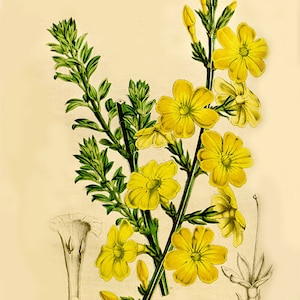 Vintage jasmine print , winter jasmine  plant print, vintage botanical prints, flower and seeds print, vintage print
