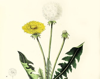 Vintage Botanical Floral Leontodon print- dandelion  plant flowers seeds,  flower and seeds print, vintage floral print