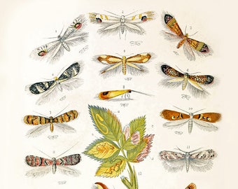 Moth Microlepidoptera vintage art illustration print, micromoth art print, insect vintage art, nursery art print, butterfly study art