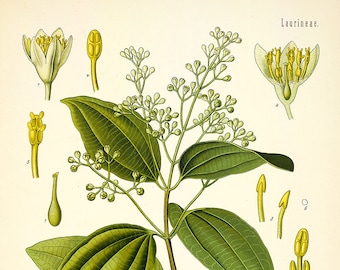 ビンテージのシナモンの木のプリント、シナモンの花の種のイラスト