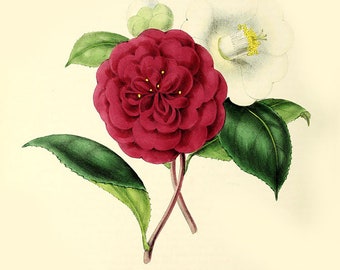 Vintage Botanical Floral Camellia print-camellia plant flowers seeds,  flower and seeds print, vintage floral print