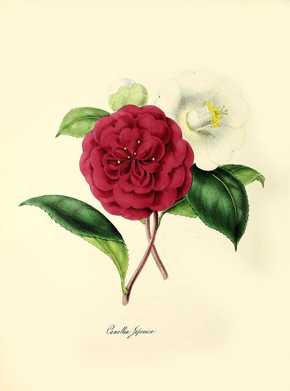 Vintage Botanical Floral Camellia Print-camellia Plant