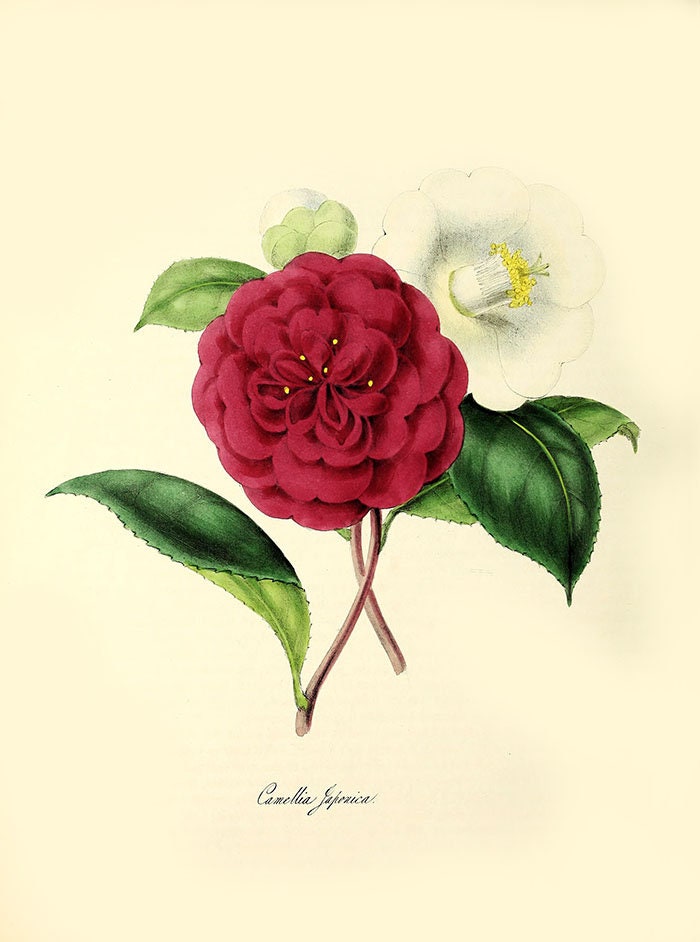 岡本三紀夫　イラスト　C0SMO　by　CAMELLIA 岡本三紀夫 イラスト C0SMO by CAMELLIA - メルカリ