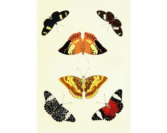 Moths butterflies vintage art print- illustration print-moth art print-insect vintage art-nursery art print-butterfly study art