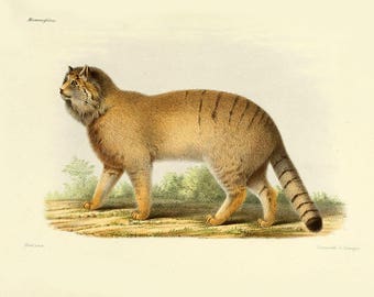 Op de afbeelding: Een gedetailleerde illustratie van een bruine en bruine wilde kat met een lange staart. De kat staat op een grasachtig oppervlak met een lichtbruine achtergrond. De afbeelding is getiteld "Mammalia".