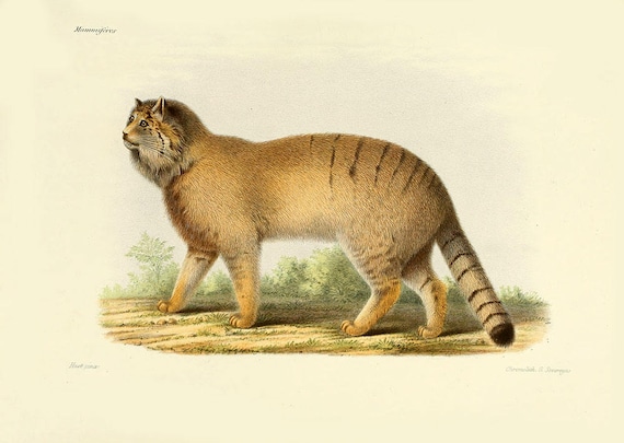 ヴィンテージのネコ科の猫の巣立ちプリント - マヌルネコ - フウチョウ