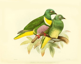 Vintage fruit dove print- fruit pigeons print- vintage bird prints -nature image wall art- tropical bird print-nursery-housewarming gift