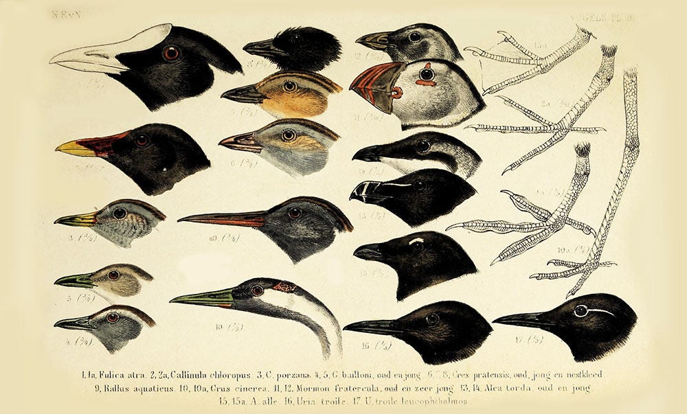 アート・デザイン・音楽 CLASSIC NATURAL HISTORY PRINTS BIRDS Vintage Bird Prints- Heads Print- Educational Vintage Bird