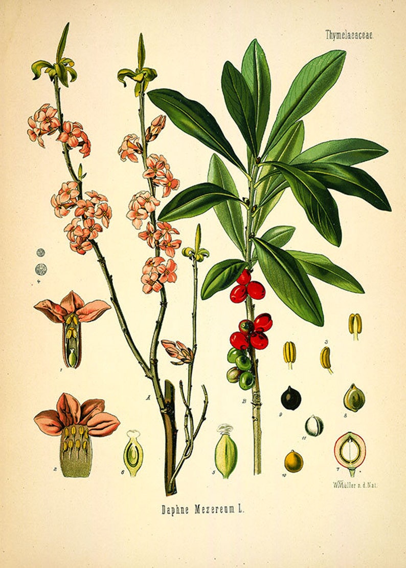 Vintage Daphne Mezereum print ,daphne flower print, vintage botanical prints, poisoneus flower, toxic flower and seeds print, vintage print image 1