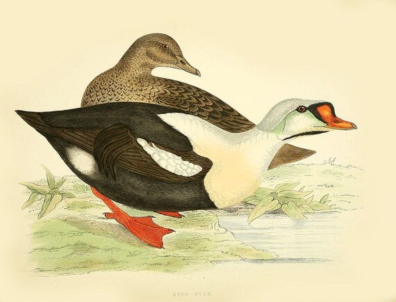 Vintage ing - Duck Head Vintage ing - Duck Head
