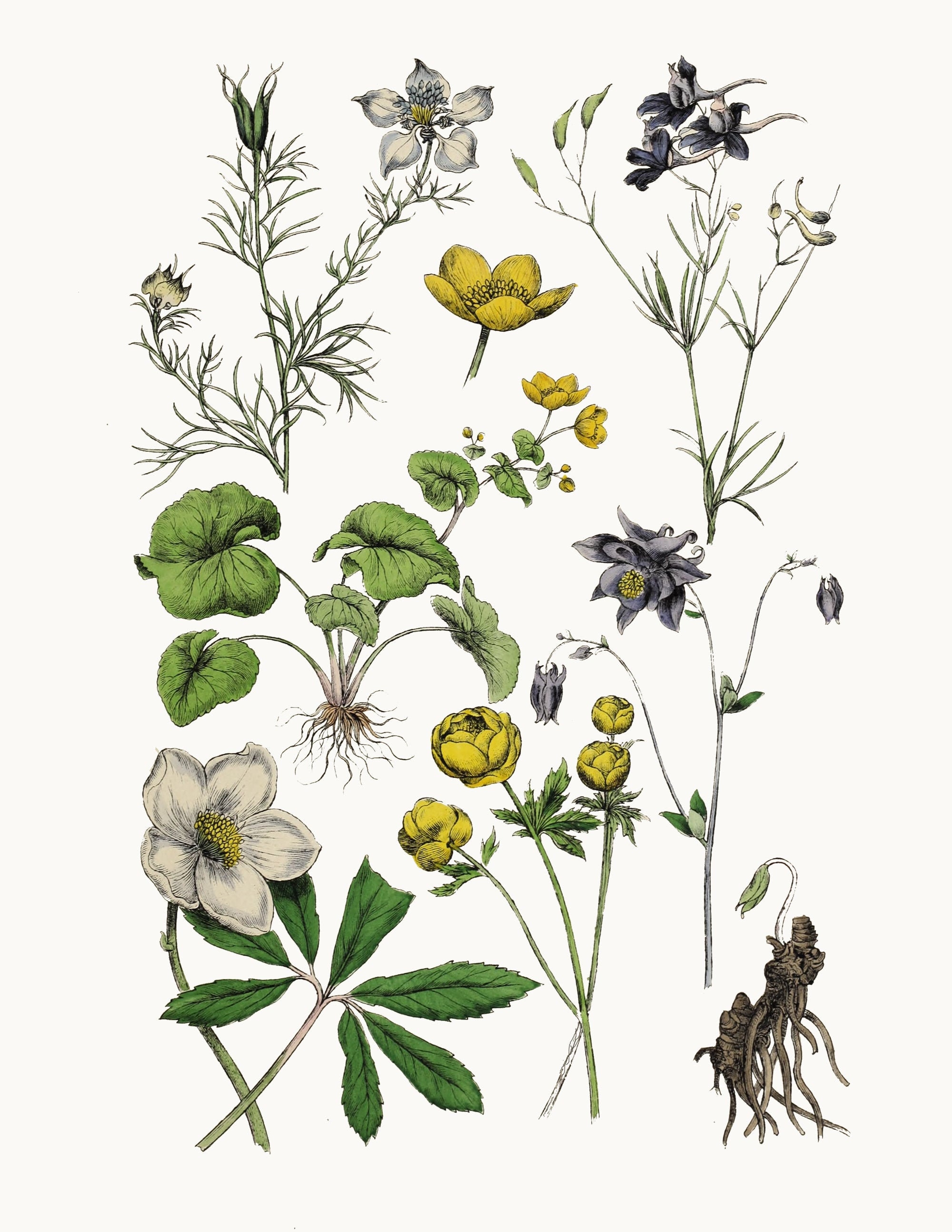 Wild Flowers Clipart Printable Print Instant Download, Botanical ...