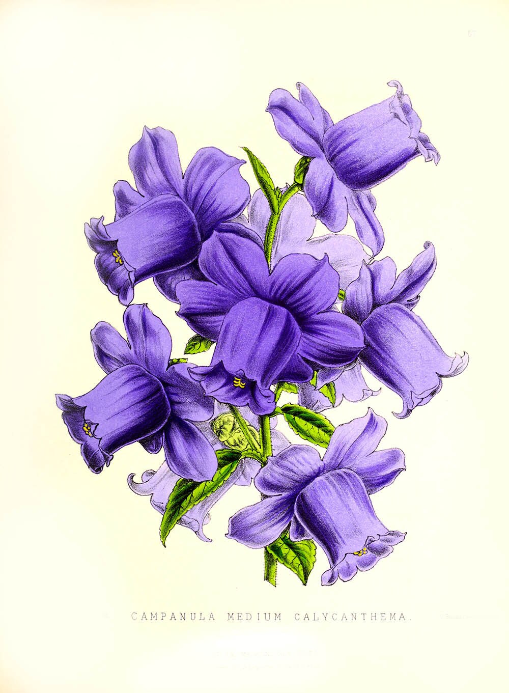 【希少】A Darden of Bell Flowers Pacific Horticulture | Bellflowers