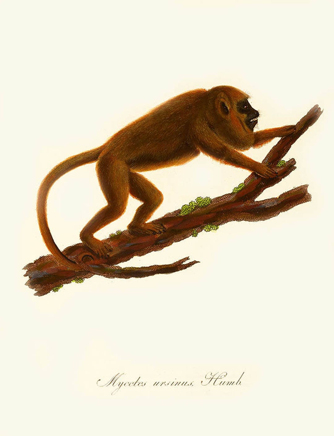 Impresión de mono-antiguo Impresión de mono aullador-mono ursinus-imagen de  mono-decoración de pared de mono-cabaña vintage estampado animal-estampado  - Main Image