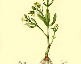 Vintage Botanical Floral medicinal plants four print set bulbous buttercup anemone plants flowers seeds